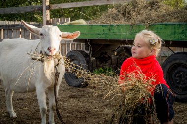 Bir keçi, bakım hayvanlar için yardımcı olur ile bir ahır, küçük bir güzel kız yürüyor.