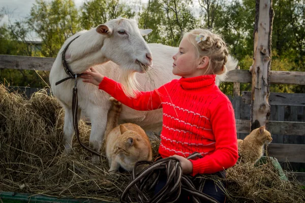 Маленькая Красивая Девочка Сарае Гуляет Козой Помогает Ухаживать Домашними Животными Стоковая Картинка