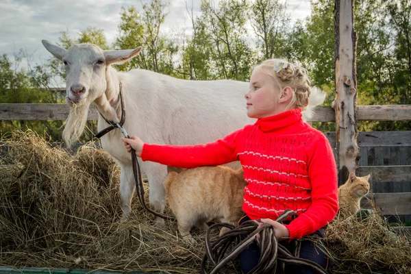 Trochę Piękna Dziewczyna Barnyard Spacery Kozą Pomaga Dbać Zwierzęta Obrazy Stockowe bez tantiem