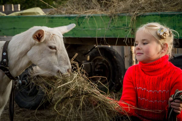 Маленькая Красивая Девочка Сарае Гуляет Козой Помогает Ухаживать Домашними Животными Стоковое Изображение