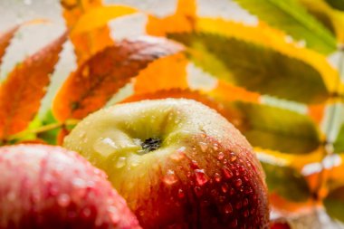 Rowan ve taze elma ıslak yapraklar güzel bileşimi. Çay seti, taze elma.