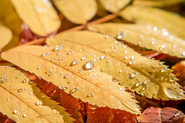 Beautiful Composition Wet Leaves Rowan Fresh Apples Tea Set Fresh Obrazek Stockowy