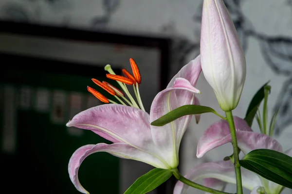 Vackra Vita Blommor Lily Mimosa Närbild Blommor Vacker Delikat — Stockfoto