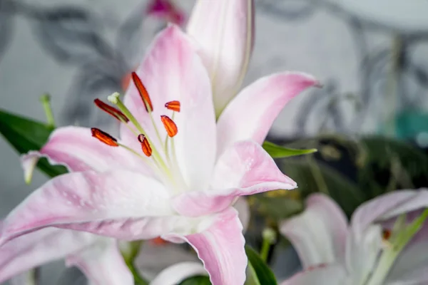 Hermosas Flores Blancas Lily Mimosa Cerca Flores Hermosas Delicadas —  Fotos de Stock