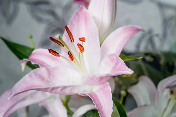 Beautiful White Flowers Lily Mimosa Close Flowers Beautiful Delicate — Stock Photo, Image