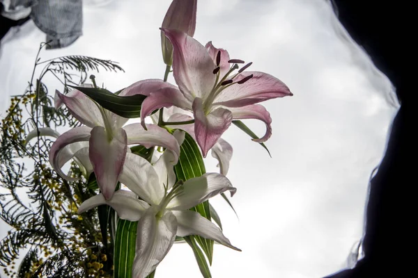 Gyönyörű Fehér Virág Liliom Mimóza Közelről Virágok Szép Finom — Stock Fotó