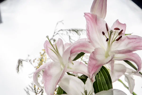 Lindas Flores Brancas Lily Mimosa Fecha Flores Bonito Delicado — Fotografia de Stock