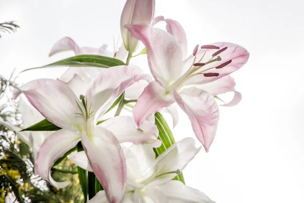 Bellissimi Fiori Bianchi Lily Mimosa Chiudete Fiori Belli Delicati — Foto Stock