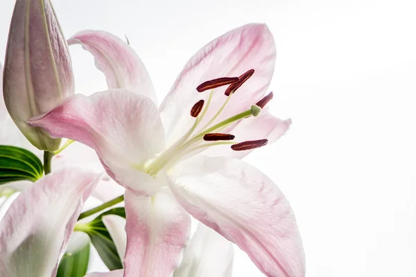 Vackra Vita Blommor Lily Mimosa Närbild Blommor Vacker Delikat — Stockfoto