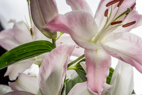 Krásné Bílé Květy Lily Mimosa Zblízka Květiny Krásné Delikátní — Stock fotografie