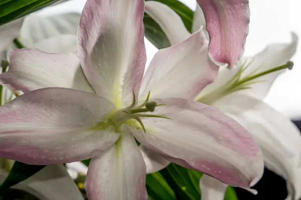 Lindas Flores Brancas Lily Mimosa Fecha Flores Bonito Delicado — Fotografia de Stock