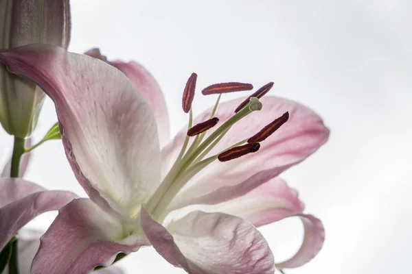 Vackra Vita Blommor Lily Mimosa Närbild Blommor Vacker Delikat — Stockfoto