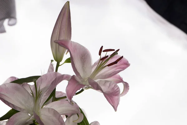 Krásné Bílé Květy Lily Mimosa Zblízka Květiny Krásné Delikátní — Stock fotografie