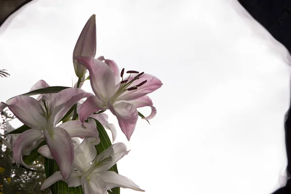 Όμορφα Λευκά Άνθη Κρίνος Μιμόζα Κοντινό Πλάνο Λουλούδια Όμορφη Λεπτή — Φωτογραφία Αρχείου