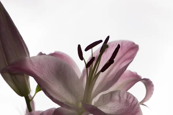 Piękne Białe Kwiaty Lilia Mimosa Bliska Kwiaty Piękne Delikatne — Zdjęcie stockowe