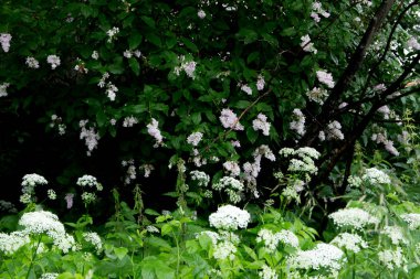 Güzel çayır, yabani çiçekler ve çalılar. Çiçek Tomurcuk yakın çekim. 