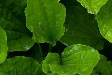 Güzel çayır, yabani çiçekler ve çalılar. Çiçek Tomurcuk yakın çekim. 