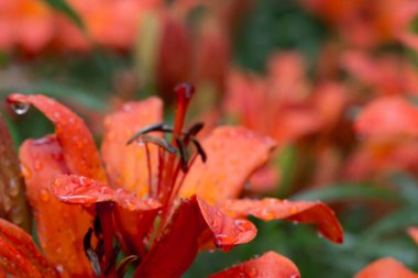 Güzel çayır, yabani çiçekler ve çalılar. Çiçek Tomurcuk yakın çekim. 