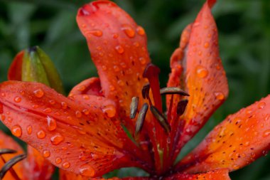 Güzel çayır, yabani çiçekler ve çalılar. Çiçek Tomurcuk yakın çekim. 