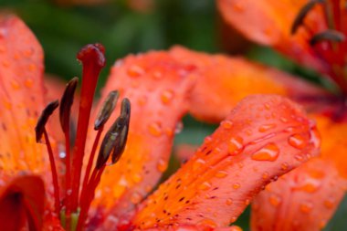 Güzel çayır, yabani çiçekler ve çalılar. Çiçek Tomurcuk yakın çekim. 