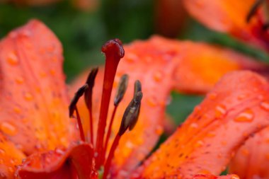 Güzel çayır, yabani çiçekler ve çalılar. Çiçek Tomurcuk yakın çekim. 