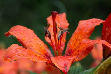 Güzel çayır, yabani çiçekler ve çalılar. Çiçek Tomurcuk yakın çekim. 