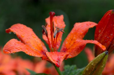 Güzel çayır, yabani çiçekler ve çalılar. Çiçek Tomurcuk yakın çekim. 