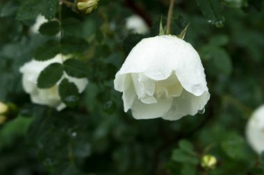 Güzel çayır, yabani çiçekler ve çalılar. Çiçek Tomurcuk yakın çekim. 
