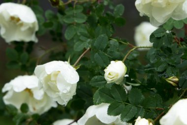 Güzel çayır, yabani çiçekler ve çalılar. Çiçek Tomurcuk yakın çekim. 