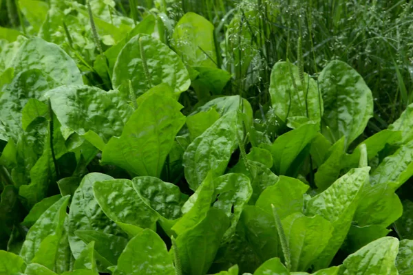 Padang Rumput Yang Indah Bunga Liar Dan Semak Semak Pendekatan — Stok Foto