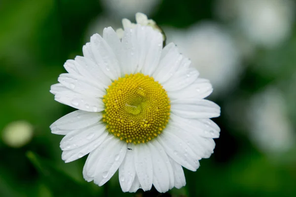 Belo Prado Flores Silvestres Arbustos Flor Bud Close — Fotografia de Stock