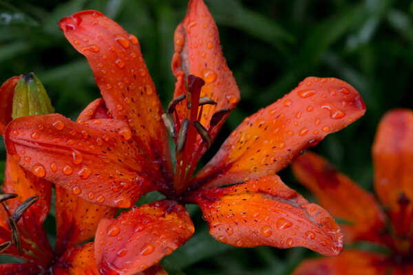 Beautiful meadow, wild flowers and bushes. Flower Bud close-up. 