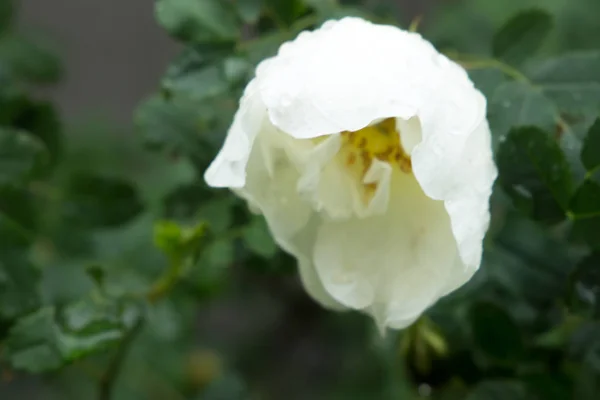 Красивый Луг Дикие Цветы Кусты Flower Bud Крупным Планом — стоковое фото