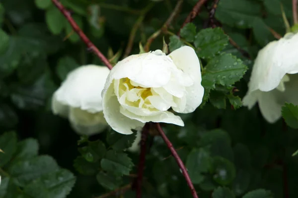 Красивый Луг Дикие Цветы Кусты Flower Bud Крупным Планом — стоковое фото