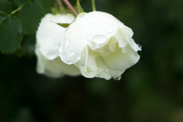 Güzel Çayır Yabani Çiçekler Çalılar Çiçek Tomurcuk Yakın Çekim — Stok fotoğraf