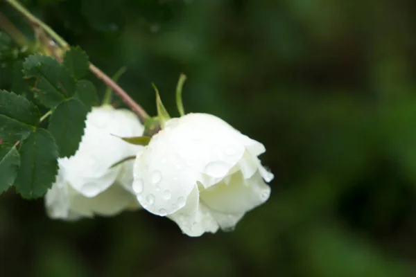 Красивый Луг Дикие Цветы Кусты Flower Bud Крупным Планом — стоковое фото