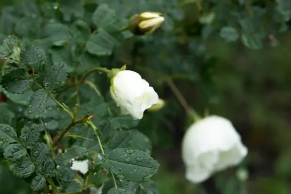 Красивый Луг Дикие Цветы Кусты Flower Bud Крупным Планом — стоковое фото