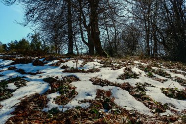 Güneşli bir günde zeminde erimiş kar ve karların üzerinde gölgeler olan ağaçlarla dolu bir kış ormanının ayrıntıları. Kışa, yürüyüşe ve doğaya göre