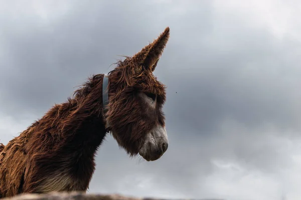 Portrait of a brown donkey with a lot of hair on background of cloudy sky. Relating to animals, nature, conservation of species and the environment