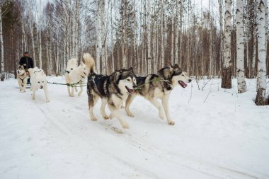 Köpek kızağı yarışı. Husky, kış ormanlarında koşan bir kızağa bağlandı.