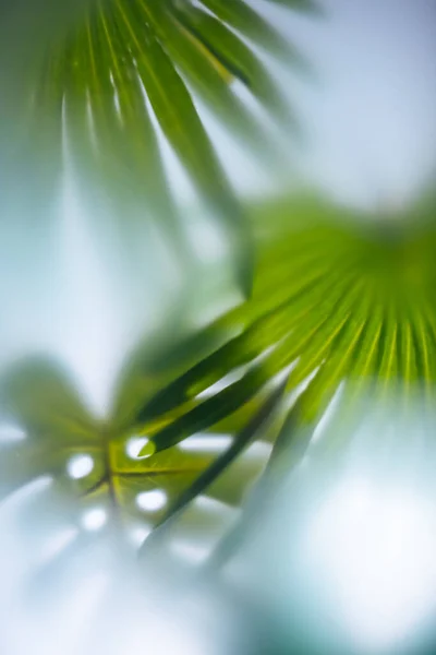 Soyut Resim Mat Cam Pencereden Geçen Yeşil Bitkiler — Stok fotoğraf