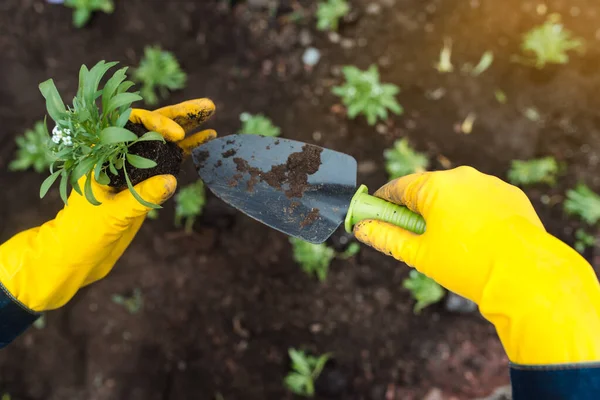 Tukang Kebun Sarung Tangan Kuning Tanaman Bunga Tanah Close Menanam — Stok Foto