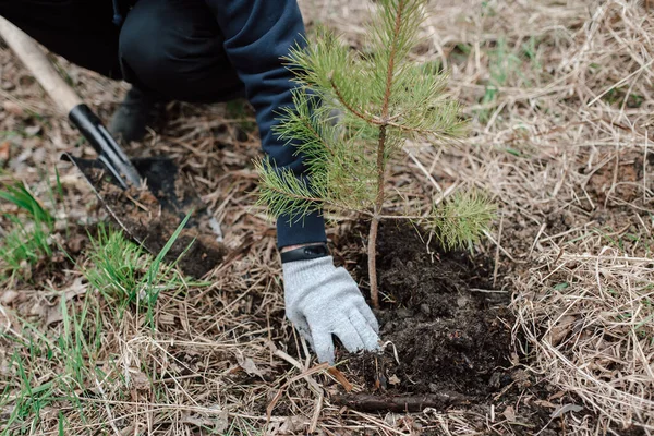 Plantando Uma Árvore Homem Planta Pinheiro Chão Close — Fotografia de Stock