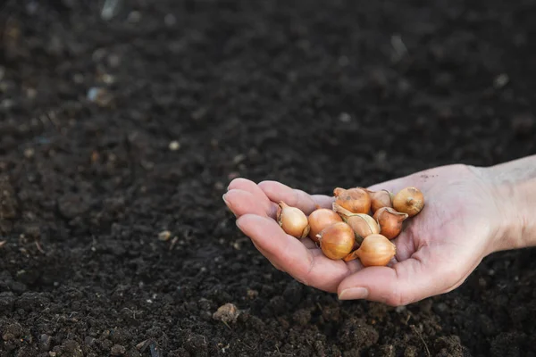 Sembrar Cebolla Manos Una Agricultora — Foto de Stock