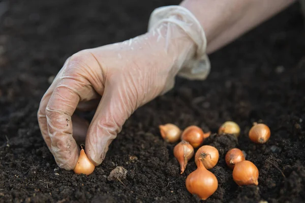 Soğan Tohumları Toprağa Ekilir Elin Yakın Çekimi — Stok fotoğraf