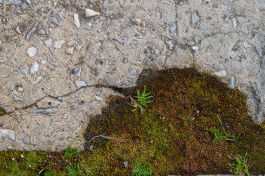 arkaplan dokusu: yosunla kaplı beton levhanın yüzeyi