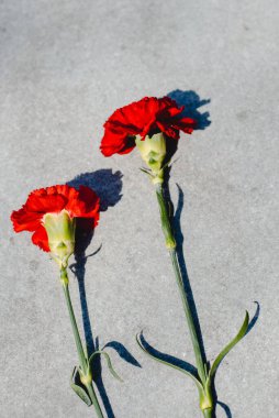 Yas tutmanın iki kırmızı karanfil sembolü - anıta çiçek bırakmak. Yakın plan.