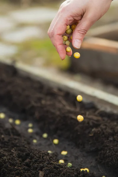 農家の手の土壌にエンドウ豆の種を植え クローズアップ — ストック写真