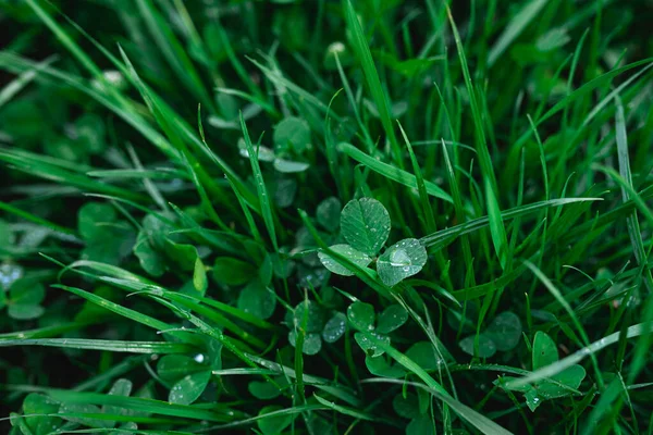 Grön Gräs Konsistens Bakgrund Naturlig Bakgrund Och Tapeter — Stockfoto