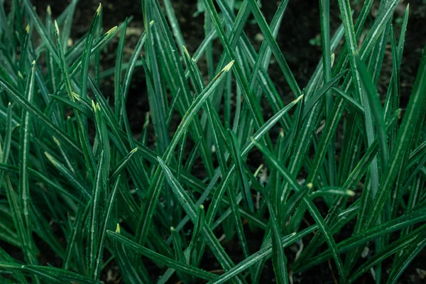 Zelená Tráva Kapkami Rosy Textury Pozadí Přírodní Pozadí Tapety — Stock fotografie